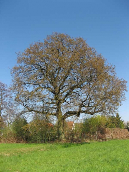 Bild 1 von Eiche im Mühlengrund